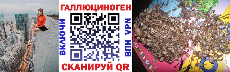 где найти   Ермолино  Галлюциногенные грибы Psilocybine cubensis 